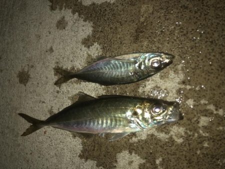 恒例の青物からアジング